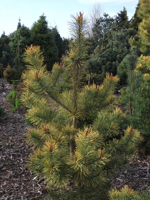 Pinus sylvestris 'Gold Medal'